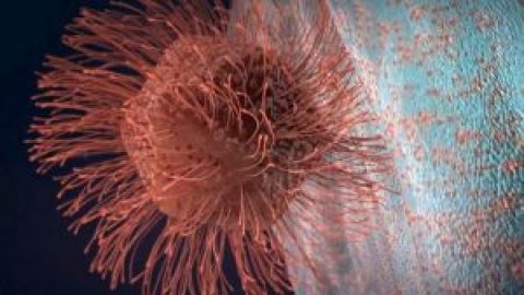 Documentaire sur les Virus géants