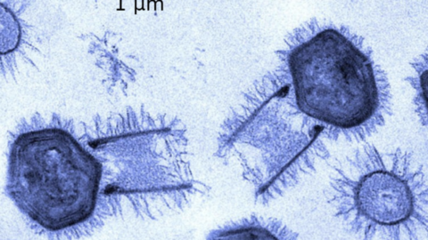 Découverte d’un nouveau virus géant aux propriétés particulièrement originales, le Tupanvirus