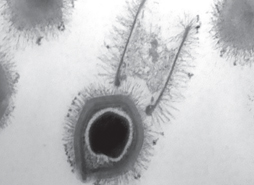 tupanvirus