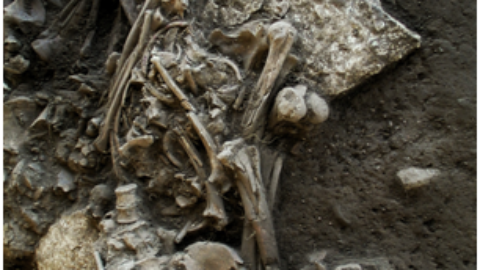 Une épidémie de peste concomitante au déclin des populations du Néolithique