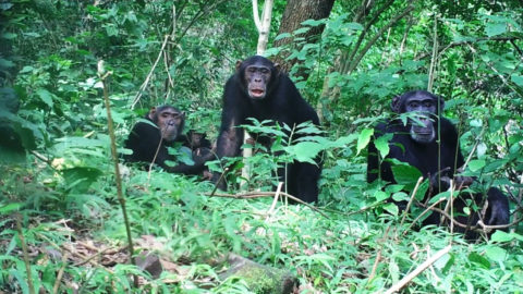 lundi 11 février à 15h – Avant-première du film MBUDHA, LA SOURCE DES CHIMPANZÉS