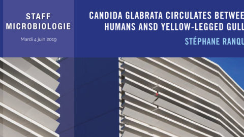 Candida glabrata circulates between  Humans ansd Yellow-legged gulls